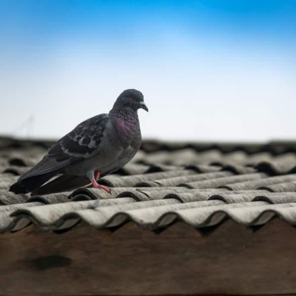 About Surrey Bird Control