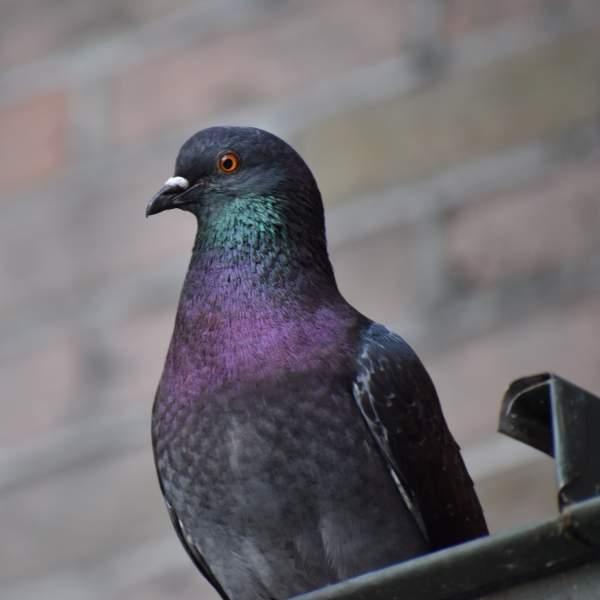 Bird control Epsom